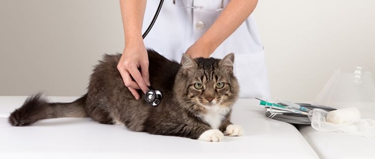 Maladies du chat